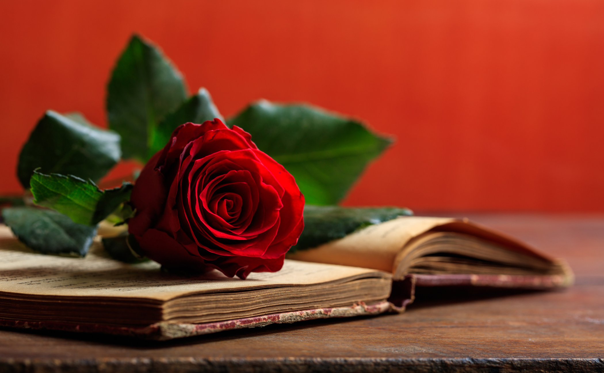 Vintage book and rose